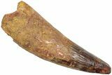 Fossil Spinosaurus Tooth - Real Dinosaur Tooth #238027-1
